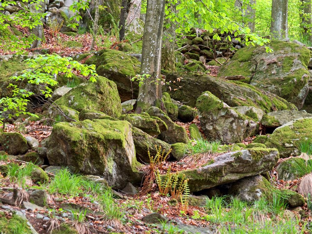 Rosazza (Biella, Italy) - Rocks covered with moss in the woods above the village